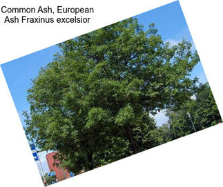 Common Ash, European Ash Fraxinus excelsior