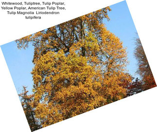 Whitewood, Tuliptree, Tulip Poplar, Yellow Poplar, American Tulip Tree, Tulip Magnolia  Liriodendron tulipifera