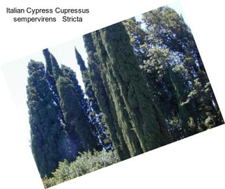 Italian Cypress Cupressus sempervirens   Stricta