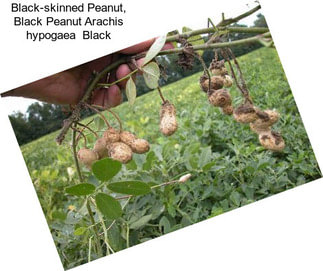 Black-skinned Peanut, Black Peanut Arachis hypogaea  Black