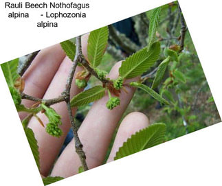 Rauli Beech Nothofagus alpina     - Lophozonia alpina