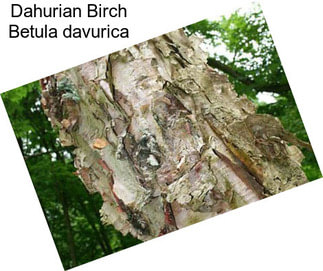Dahurian Birch Betula davurica