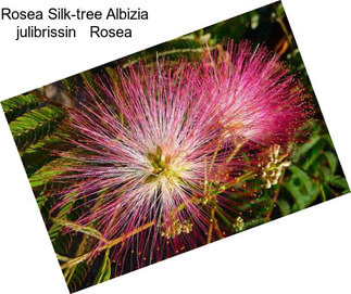 Rosea Silk-tree Albizia julibrissin   Rosea