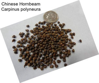 Chinese Hornbeam Carpinus polyneura
