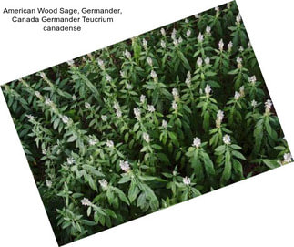 American Wood Sage, Germander, Canada Germander Teucrium canadense