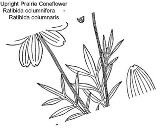 Upright Prairie Coneflower Ratibida columnifera     - Ratibida columnaris