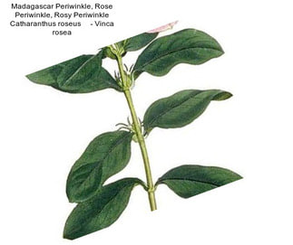 Madagascar Periwinkle, Rose Periwinkle, Rosy Periwinkle Catharanthus roseus     - Vinca rosea