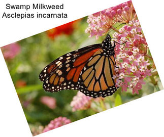 Swamp Milkweed Asclepias incarnata