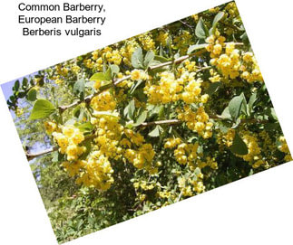 Common Barberry, European Barberry Berberis vulgaris