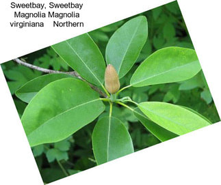 Sweetbay, Sweetbay Magnolia Magnolia virginiana    Northern