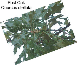 Post Oak Quercus stellata