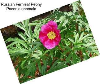 Russian Fernleaf Peony Paeonia anomala