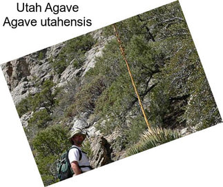 Utah Agave Agave utahensis