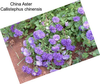 China Aster Callistephus chinensis