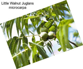 Little Walnut Juglans microcarpa