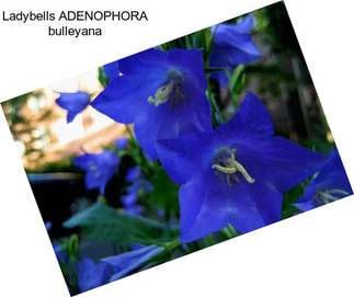 Ladybells ADENOPHORA bulleyana