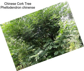 Chinese Cork Tree Phellodendron chinense
