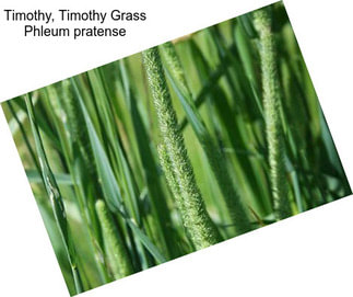 Timothy, Timothy Grass Phleum pratense