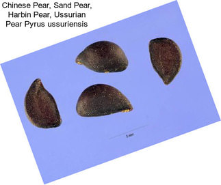 Chinese Pear, Sand Pear, Harbin Pear, Ussurian Pear Pyrus ussuriensis