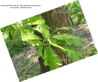 Mossycup White Oak, Bur Oak, Mossycup Oak Quercus macrocarpa    Northern Zone 3