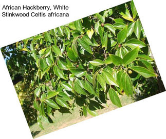 African Hackberry, White Stinkwood Celtis africana
