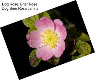 Dog Rose, Brier Rose, Dog Brier Rosa canina