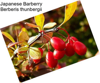 Japanese Barberry Berberis thunbergii