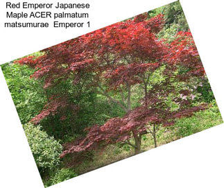 Red Emperor Japanese Maple ACER palmatum matsumurae  Emperor 1