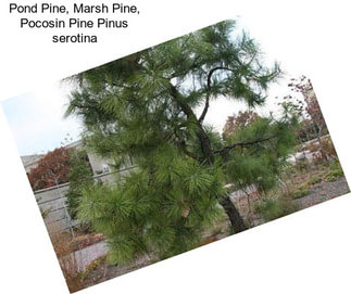 Pond Pine, Marsh Pine, Pocosin Pine Pinus serotina