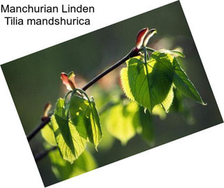 Manchurian Linden Tilia mandshurica