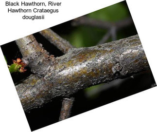 Black Hawthorn, River Hawthorn Crataegus douglasii