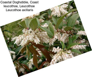 Coastal Doghobble, Coast leucothoe, Leucothoe  Leucothoe axillaris