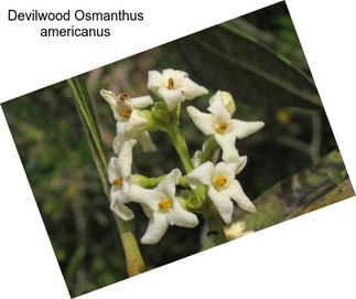 Devilwood Osmanthus americanus