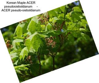 Korean Maple ACER pseudosieboldianum     - ACER pseudo-sieboldianum