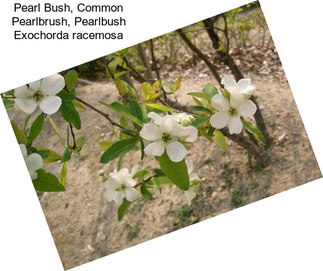 Pearl Bush, Common Pearlbrush, Pearlbush Exochorda racemosa