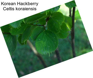 Korean Hackberry Celtis koraiensis