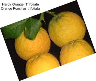 Hardy Orange, Trifoliate Orange Poncirus trifoliata