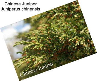 Chinese Juniper Juniperus chinensis