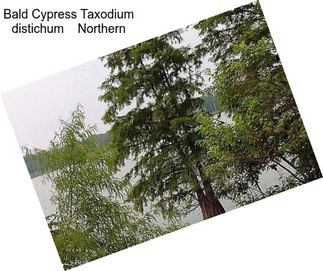 Bald Cypress Taxodium distichum    Northern