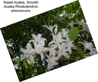 Sweet Azalea, Smooth Azalea Rhododendron arborescens