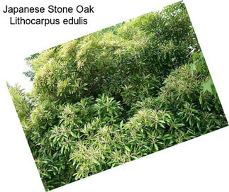 Japanese Stone Oak Lithocarpus edulis