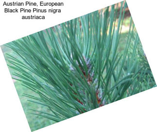 Austrian Pine, European Black Pine Pinus nigra  austriaca