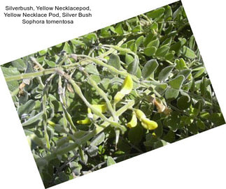 Silverbush, Yellow Necklacepod, Yellow Necklace Pod, Silver Bush Sophora tomentosa