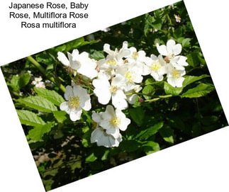 Japanese Rose, Baby Rose, Multiflora Rose Rosa multiflora