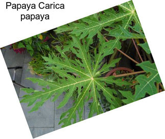 Papaya Carica papaya