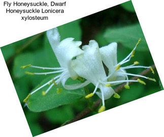 Fly Honeysuckle, Dwarf Honeysuckle Lonicera xylosteum