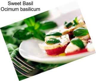 Sweet Basil Ocimum basilicum