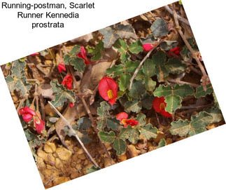 Running-postman, Scarlet Runner Kennedia prostrata