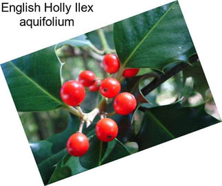 English Holly Ilex aquifolium
