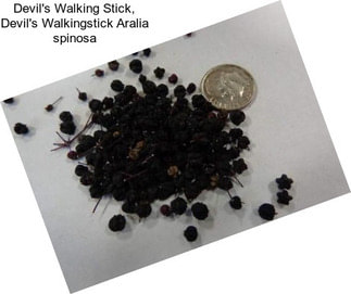 Devil\'s Walking Stick, Devil\'s Walkingstick Aralia spinosa